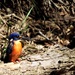 Azure Kingfisher by ubobohobo