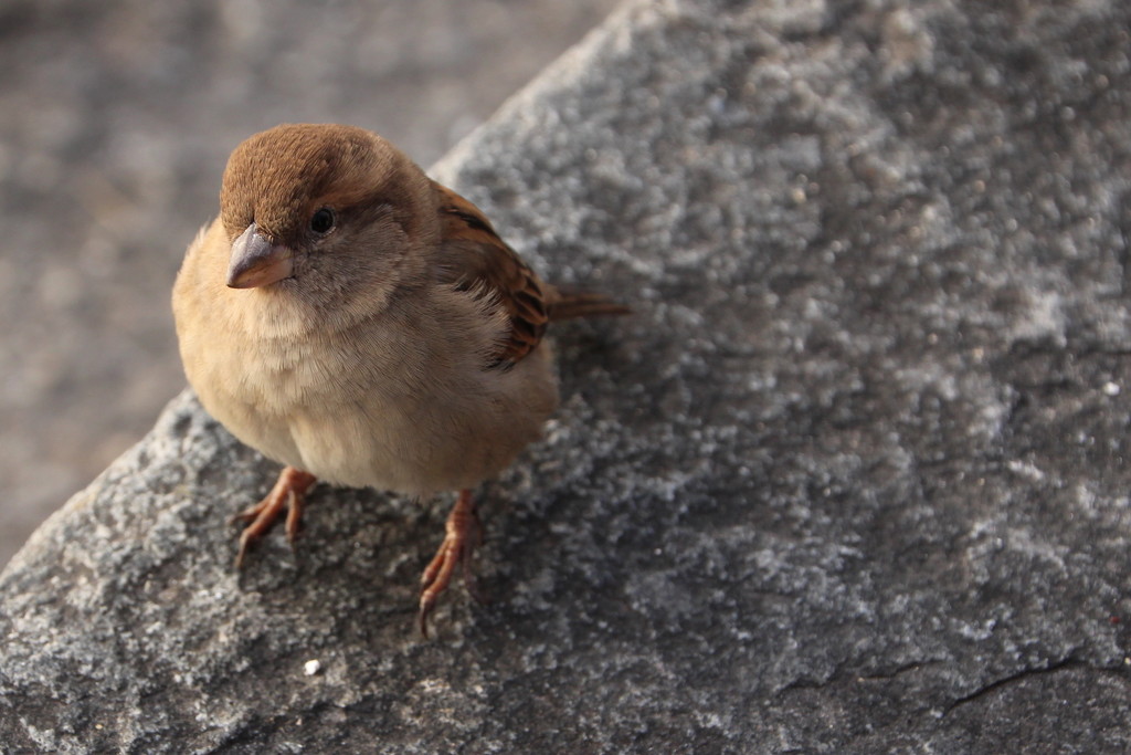 Friendly sparrow by busylady