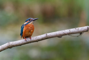 8th Jan 2017 - Kingfisher from September