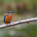 Kingfisher from September by padlock