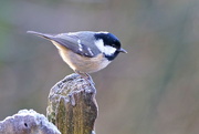 8th Jan 2017 - COAL TIT WITH TAIL LIGHT