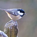 COAL TIT WITH TAIL LIGHT by markp
