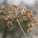 Gone to Seed by carole_sandford