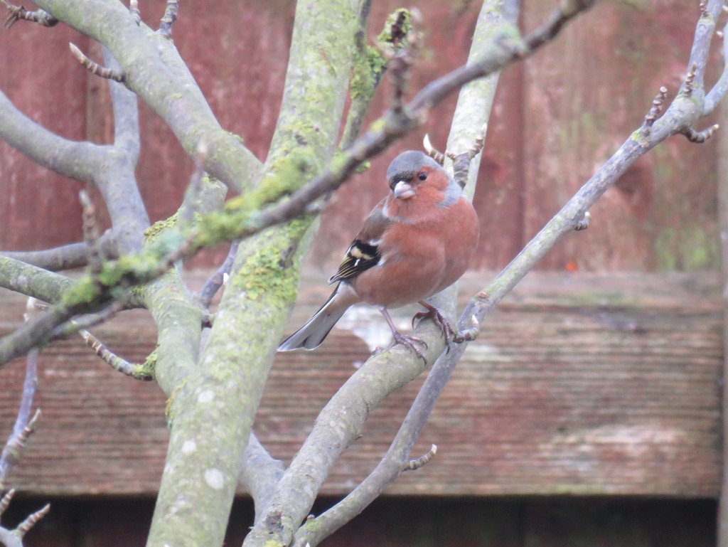 Garden Visitor - Chaffinch (Male) by phil_sandford