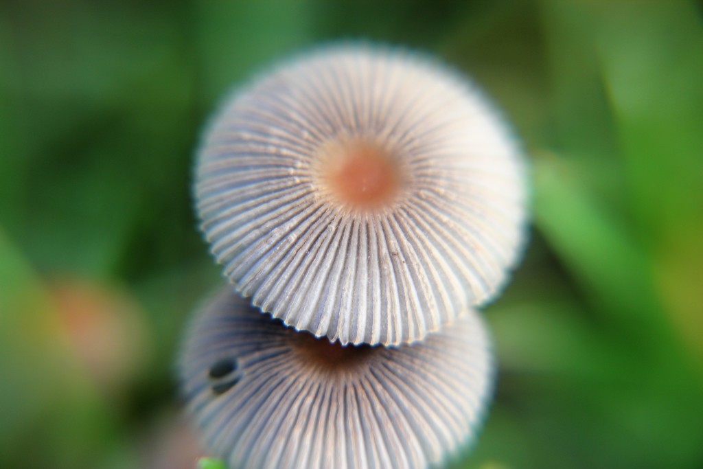 Double Mushroom by cookingkaren