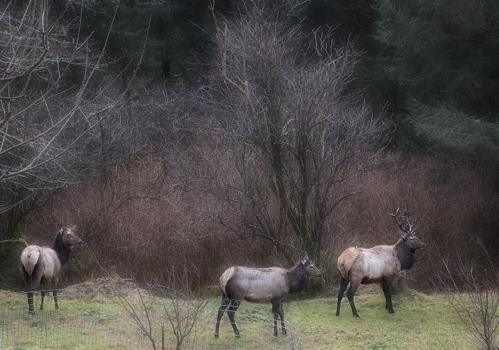 Elk in the Yard by jgpittenger