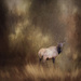 Bull Elk for Textures by jgpittenger