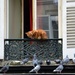 Pigeons patrol by parisouailleurs