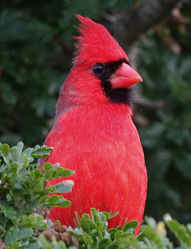 Texas Cardinal by annepann
