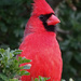 Texas Cardinal by annepann