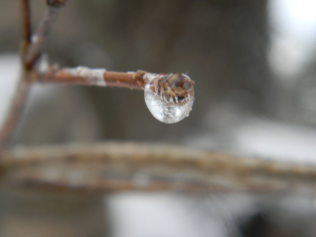 Ice Drop on Branch by sfeldphotos