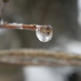 Ice Drop on Branch by sfeldphotos