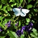 Cabbage White Butterfly ~ by happysnaps