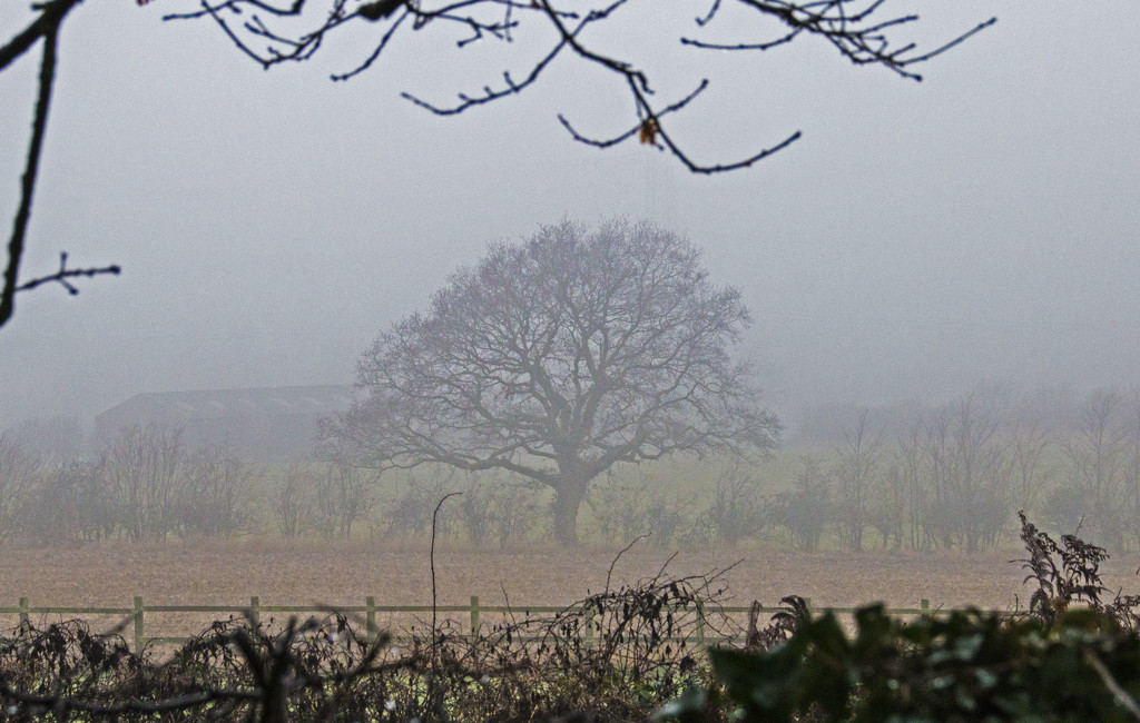 Foggy morning by shepherdman