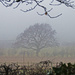 Foggy morning by shepherdman