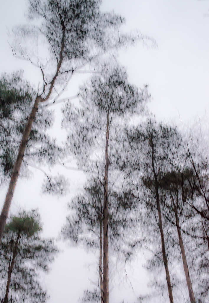 PLAY January - Nikon 50mm f/1.4G: Impressionist Trees by vignouse