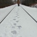 Walking the Line! by radiogirl