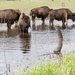 American bison or buffalo by bella_ss