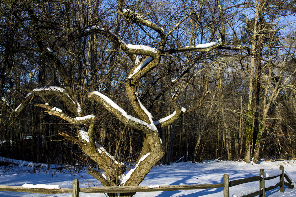 Snow on Tree by hjbenson