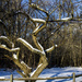 Snow on Tree by hjbenson