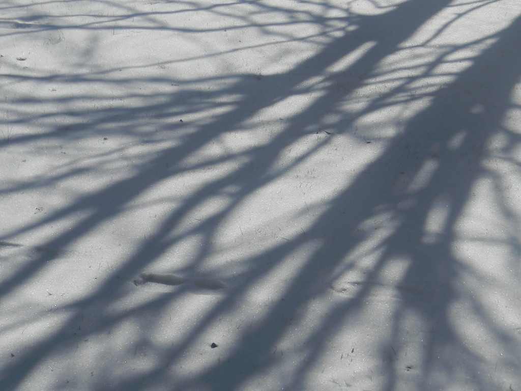 Tree Shadow Closeup by sfeldphotos