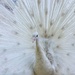 White peacock by gosia