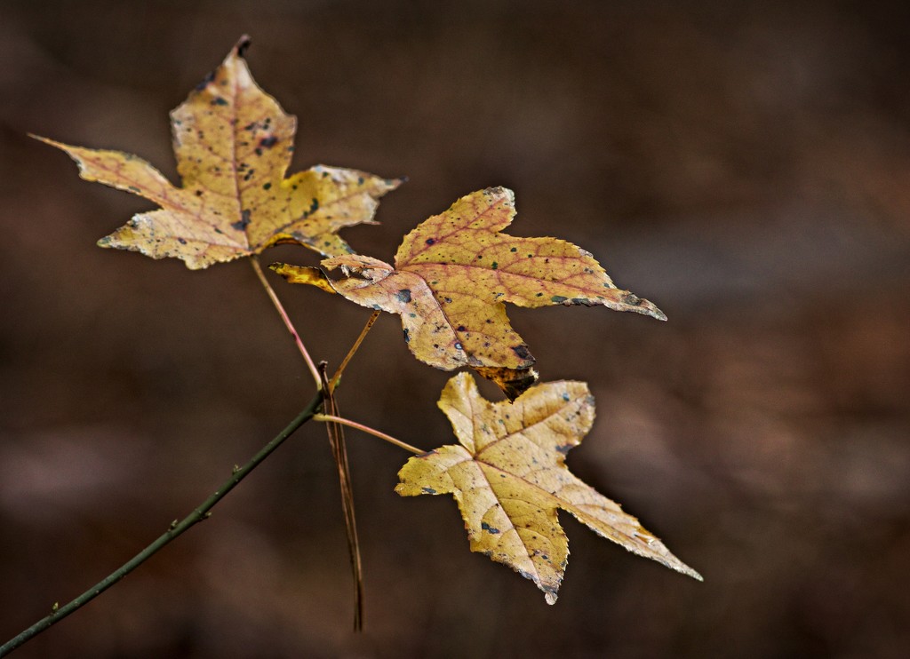 Leaves of three-LHG_9914  by rontu