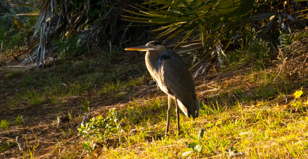 Blue Heron in the Sunshine! by rickster549