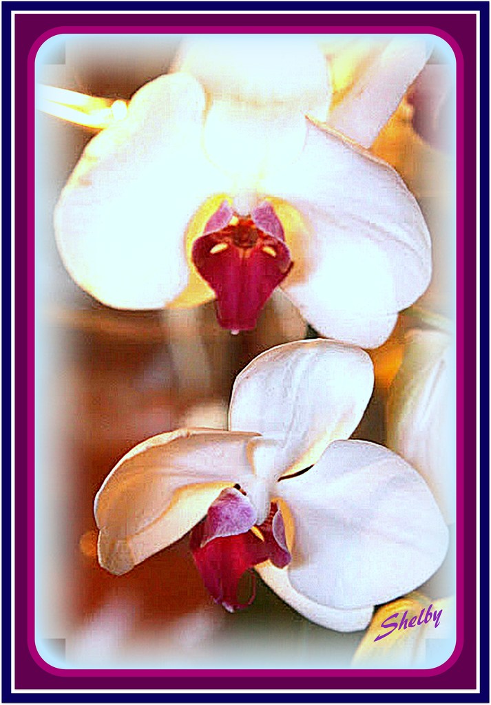 Orchids to Warm a Cold January Day by vernabeth