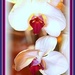 Orchids to Warm a Cold January Day by vernabeth