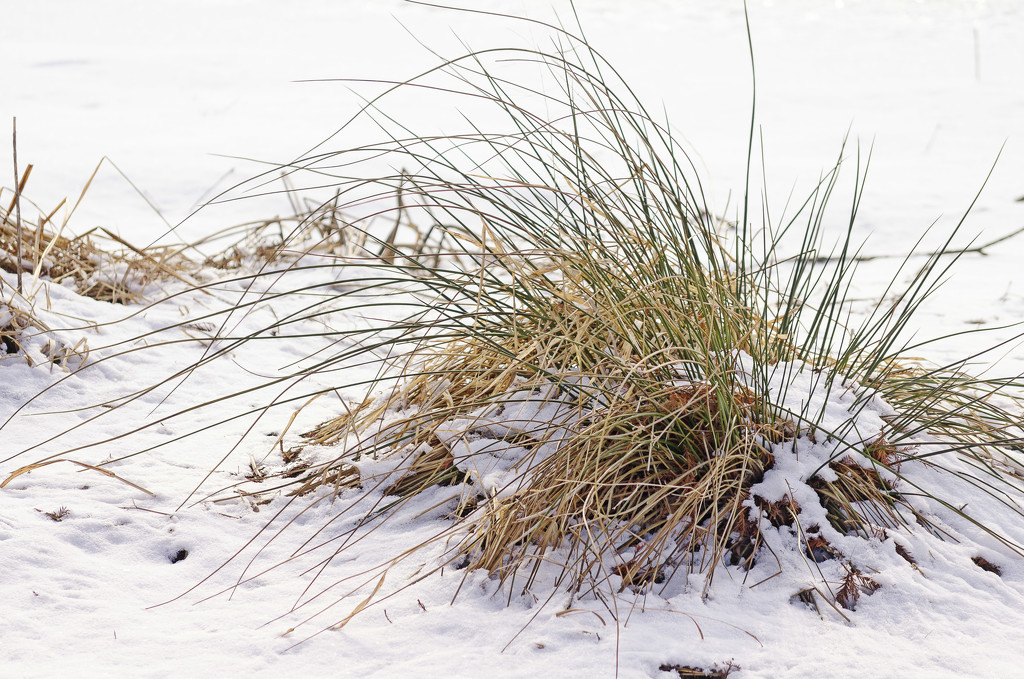 Grass in winter by ggshearron