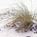 Grass in winter by ggshearron