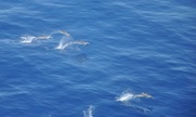 2nd Jan 2017 - Spinner Dolphins