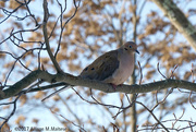 8th Jan 2017 - Mourning Dove