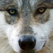 Wolf Close Up by randy23