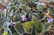 6th Jan 2017 - Frosted Violets