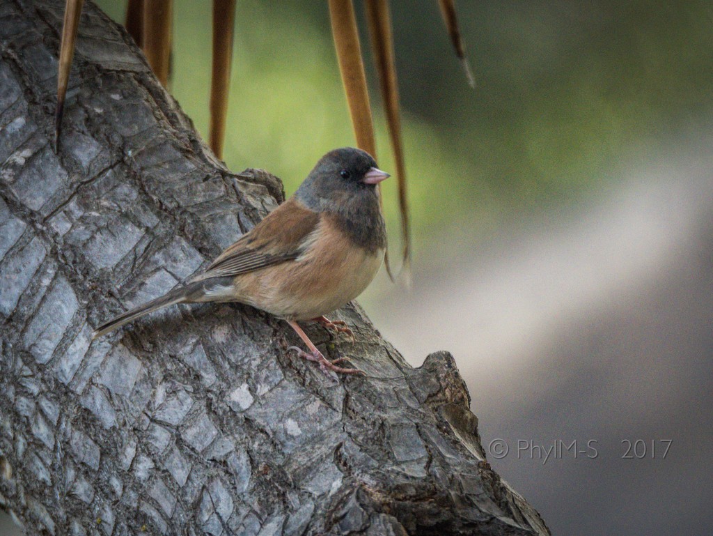 Junco in Yucca Tree by elatedpixie
