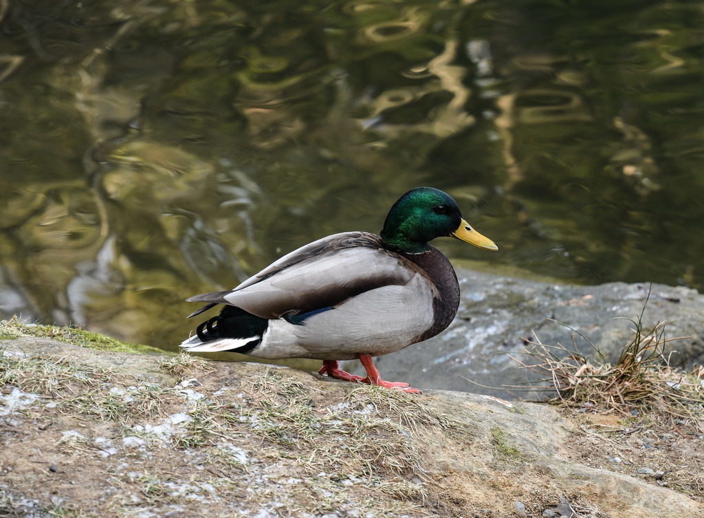 ~Quack~ by crowfan