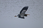 5th Jan 2017 - My First Great Blue Heron 2