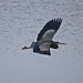 My First Great Blue Heron 2 by terryliv
