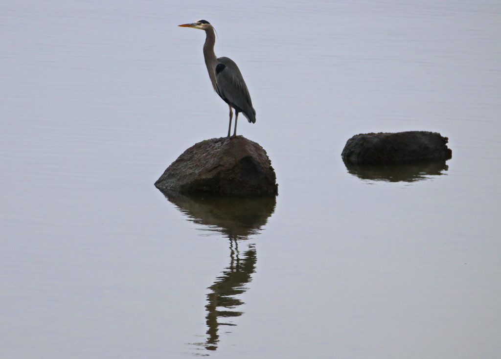 My First Great Blue Heron 1 by terryliv