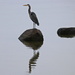 My First Great Blue Heron 1 by terryliv