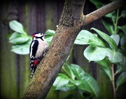 9th Jan 2017 - Woodie Woodpecker