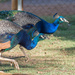 Peacocks' race ?  by gosia