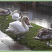 Preening swans by grace55