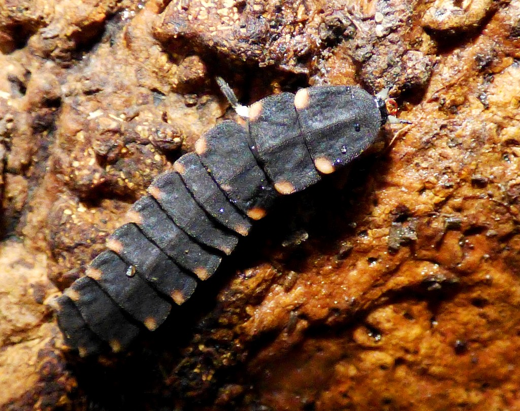 Glow-worm larva - Lampyris noctiluca by julienne1