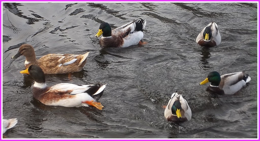 Lively ducks. by grace55