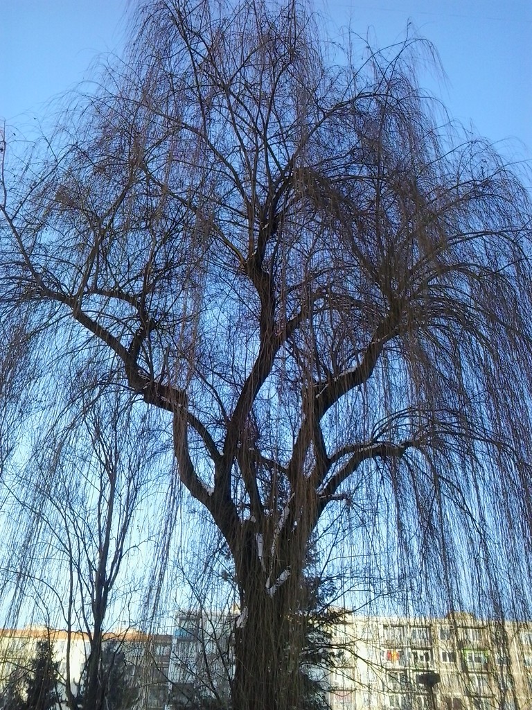 Within winter willow  by ivm