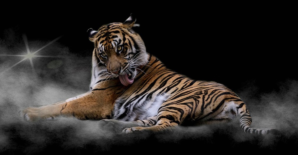 Sumatran Tiger Giving Himself a Bath in the Star Light by jgpittenger