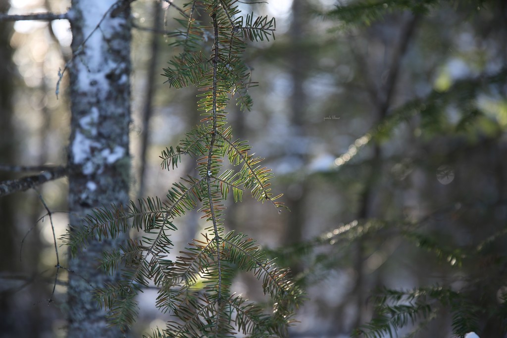 in the woods... by earthbeone